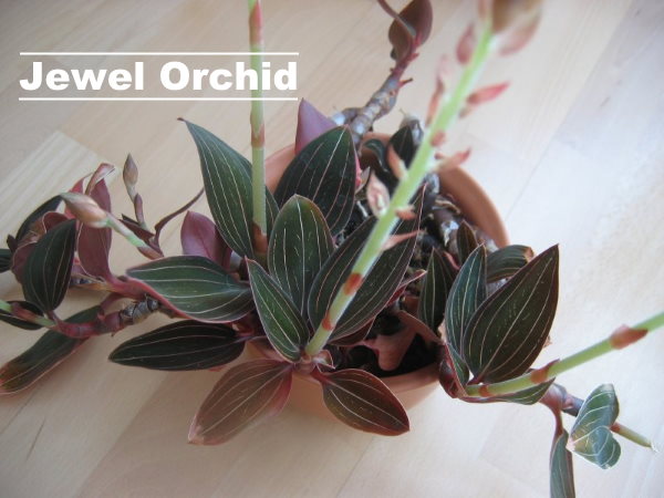 jewel orchid 1