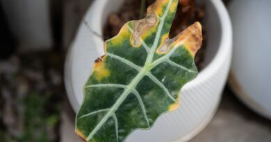 Causes and Fixes to Try