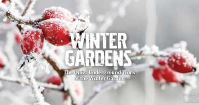 Winter Garden 101: The Quiet Underground Work