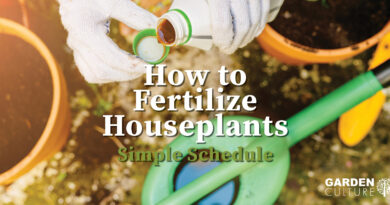 How to Fertilize Houseplants 101: A Simple Schedule