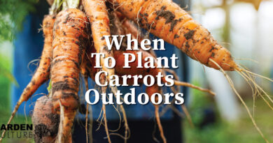 When To Plant Delicious Carrots Outdoors