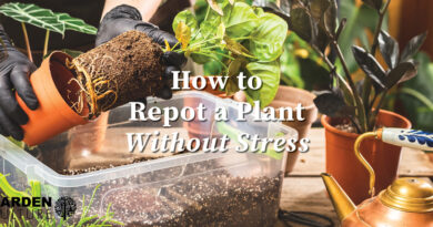 How to Repot a Plant Without Stress