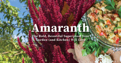 Amaranth: The Bold, Beautiful Superplant Your Garden